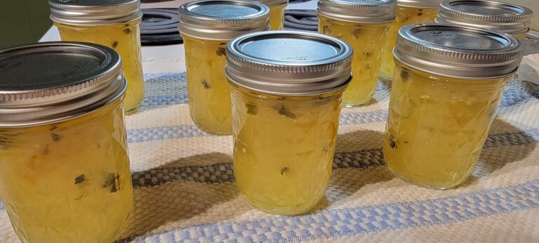 Jars of homemade pineapple pepper jelly cooling on a towel after water bath canning, glowing golden with bits of serrano chili.